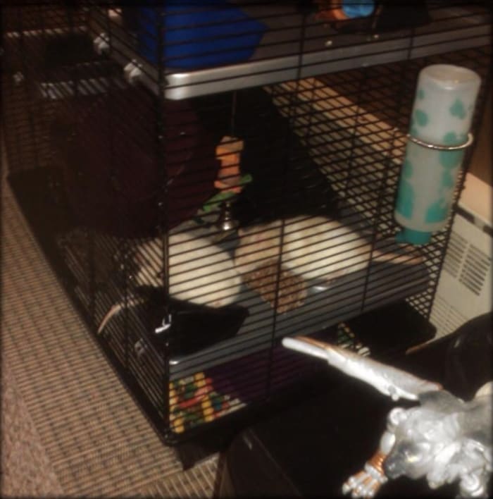 Know the signs of overheated rats (like sprawling out in the cage) and have a solution.