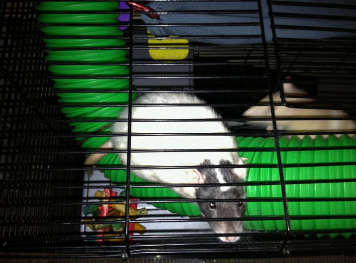While your rats may want to hang outside, they are better off as strictly indoor pets.