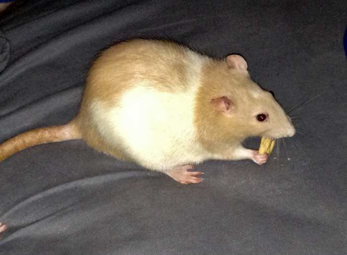 How to Keep Your Pet Rats Cool During Summer PetHelpful By fellow