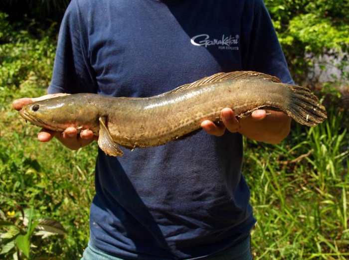 Which Exotic Pets Are Legal in the United States? - PetHelpful - By