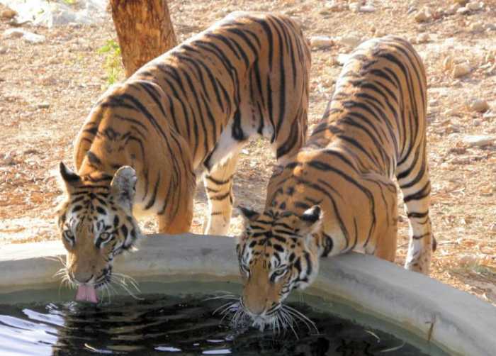 Which Exotic Pets Are Legal in the United States? - PetHelpful - By