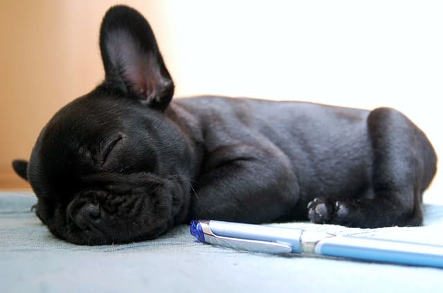 Novos cachorros tendem a dormir a maior parte do dia.