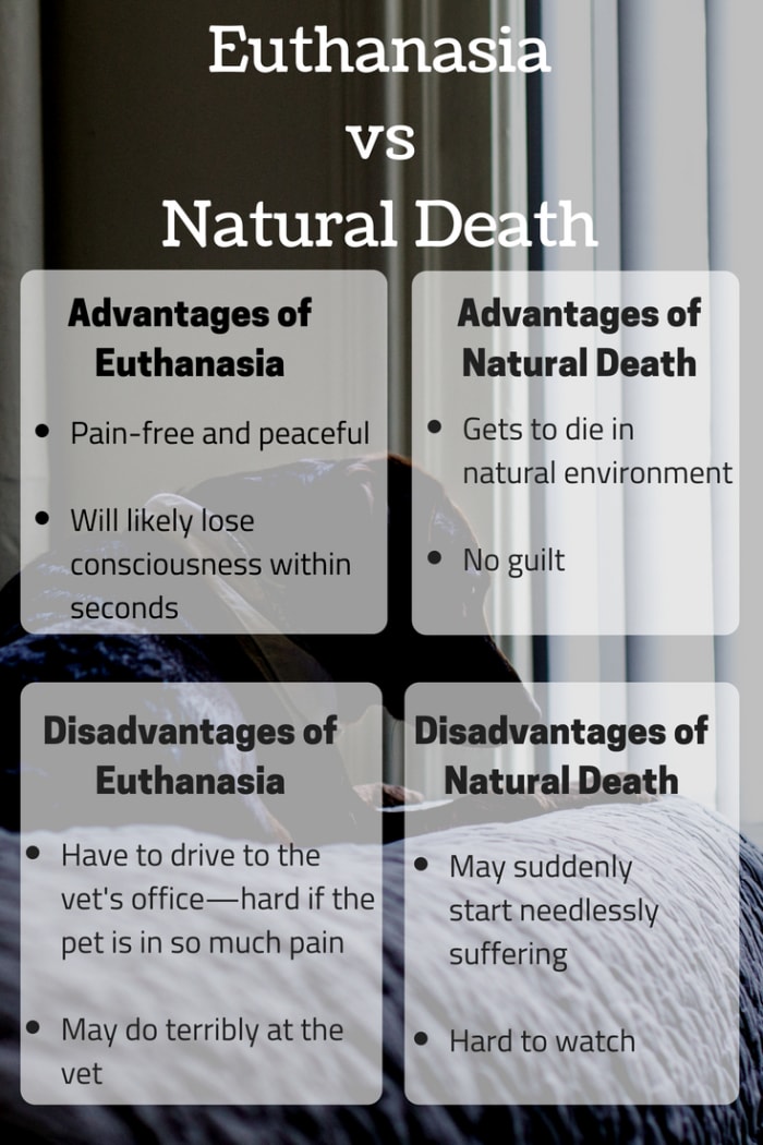 Pet Euthanasia vs. Natural Death - PetHelpful