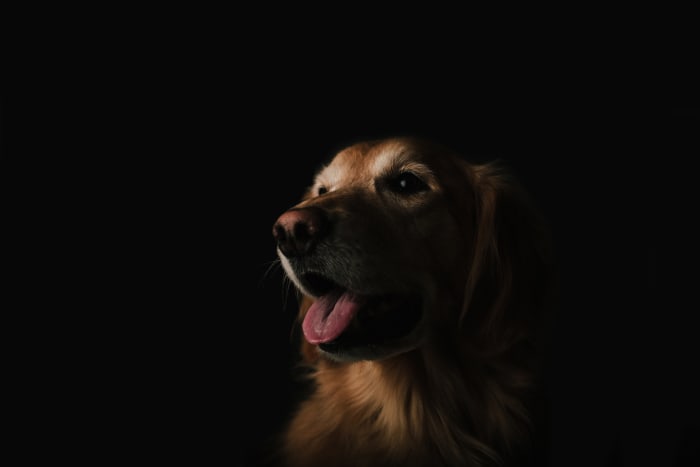 According to healthypets.mercola.com, between 60 and 80% of all golden retrievers will die from some form of cancer.