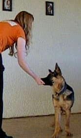 Fetch: The pup brings the ball and I show a treat to get him to drop it.