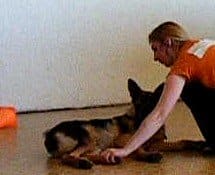 The touch game: I touch the pup's feet and immediately give a treat.