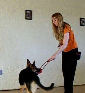 Tug of war: This pup has learned that dropping the tug toy earns him a treat.