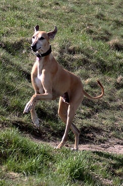 The Azawakh, a sight hound from Africa, has exceptional health.