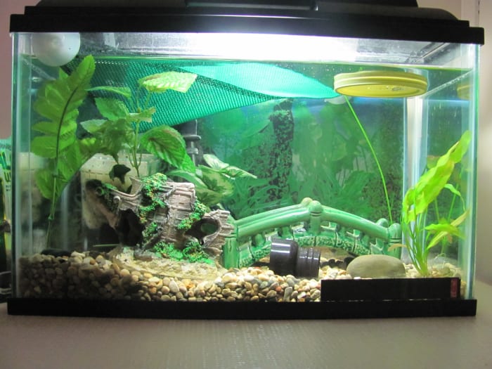 Printed out background, reptile hammock, pea gravel, shipwreck décor bought at garage sale, silk plants that had been part of bigger décor, and marimo moss ball lid.