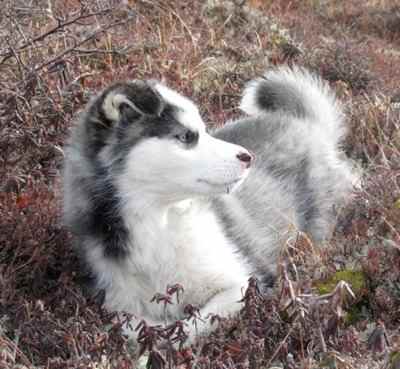 The Labrador Husky is from the northern part of Canada.