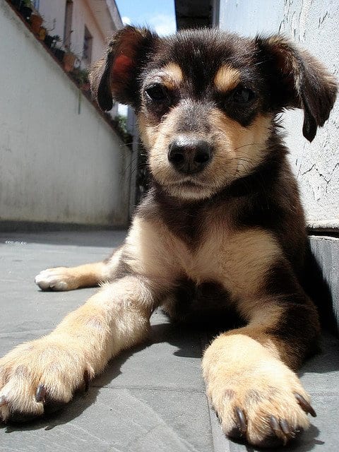 When puppies are "accidental" (cross bred) it is not always easy to find them a home.