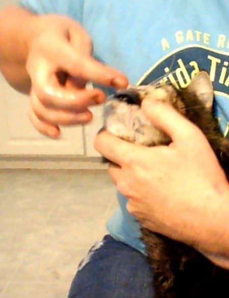 Using your thumb and forefinger, gently pry open its mouth and wipe the gel on the ridged roof of the mouth, inside.