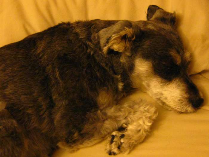 Keeping the hair on her face clipped short makes cleaning and medicating her eyes easier, but she doesn't look much like a schnauzer any more.