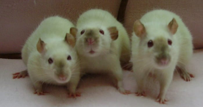 These 3 siamese rats, the middle being a dumbo eared siamese, are having a great time with their photo shoot and glamour shots.