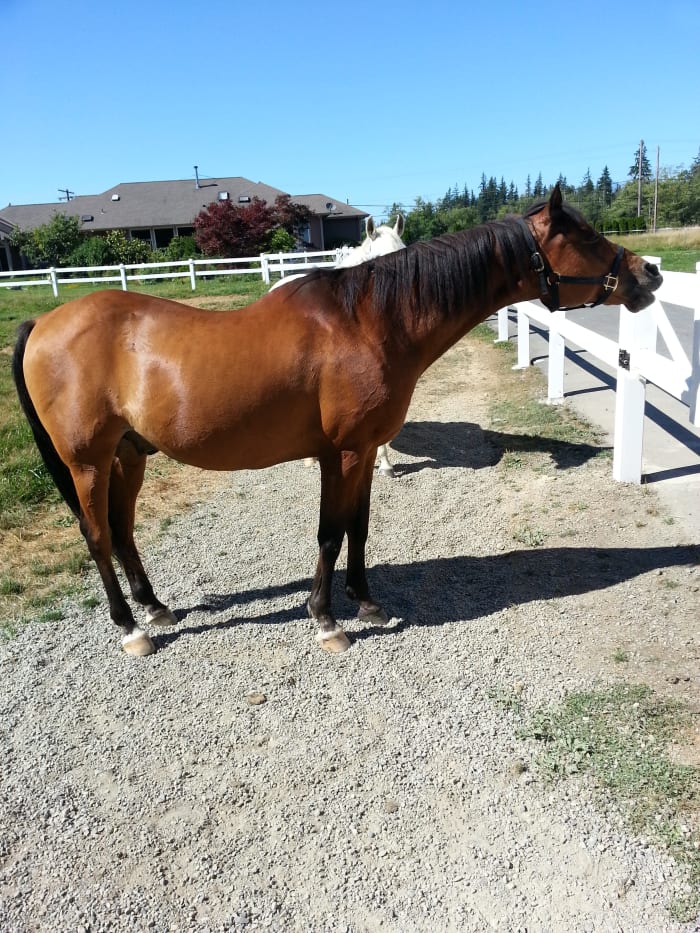 Buba (short for Bubaroo) is a 26-year-old ex-Arabian racehorse who now enjoys eating and having his belly scratched.