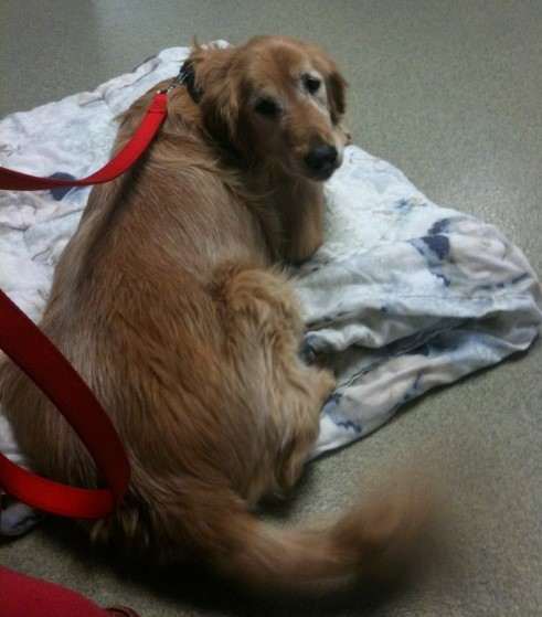 Amber at the hospital - her last day. Making that decision in putting a pet down is one of the toughest you'll have to make.