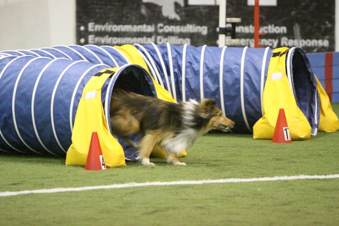 The dew claws can come into contact with the ground when a dog is running straight.
