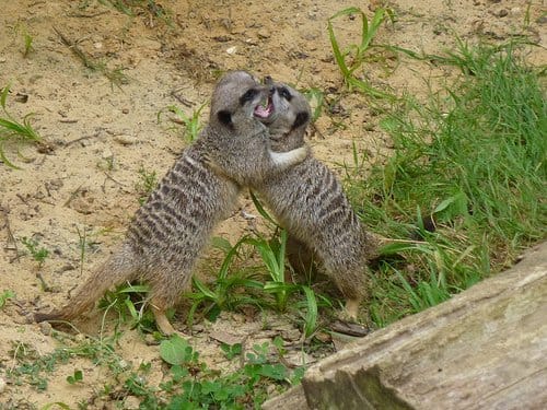 It's important to remember that although the word "cat" is in their name, meerkats more closely resemble mongooses, both in terms of their biology and their behavior.