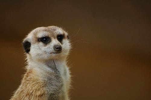 Though they are not allowed as pets in the U.S., you can legally own a meerkat in certain parts of the United Kingdom and Japan.