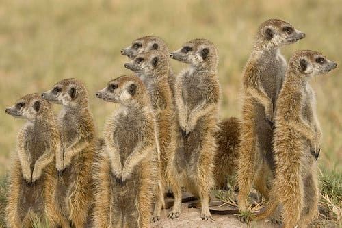 The ability to stand on their hind legs when on the lookout for predators likely plays a large part of why meerkats are so popular among humans looking for cute pets.