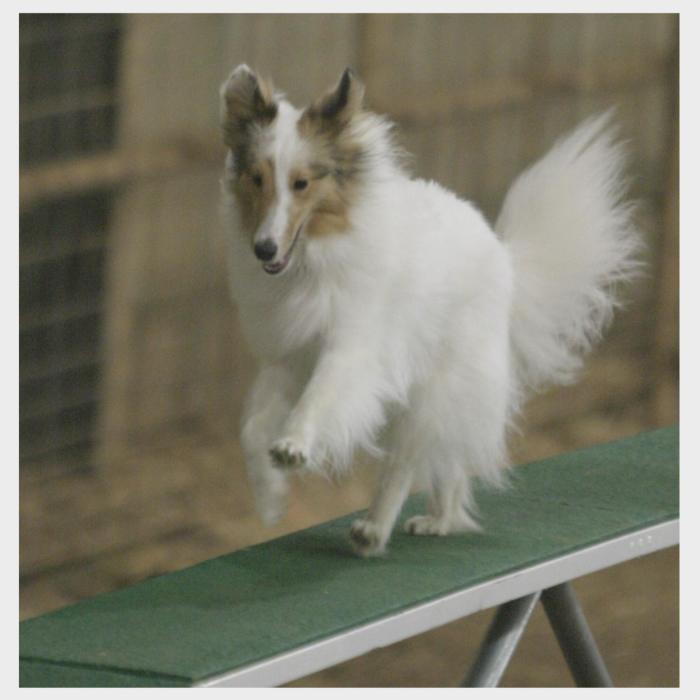 Here, the author's Sheltie is running over the dogwalk at his first agility trial. Notice the high tail carriage. This shows he is lacking some confidence on the dogwalk.