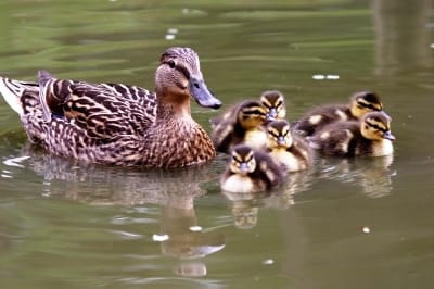 Not an ugly duckling among us! According to psychological studies, merely considering yourself attractive is associated with many socially desirable traits, including better social skills and comfort with the opposite sex.