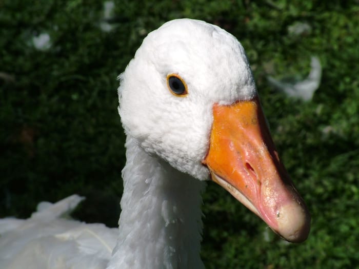 "Angel wing" is a disease that results from malnutrition. It results in twisted feathers, is incurable and leads to death. If you care about them, please don't feed waterfowl bread.