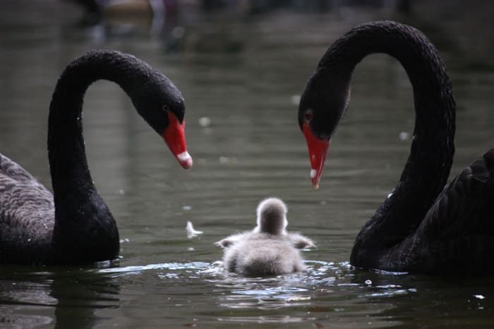 This pair of black swans looks after their cygnet. Geese and swans are typically socially monogamous for life but not always sexually faithful.