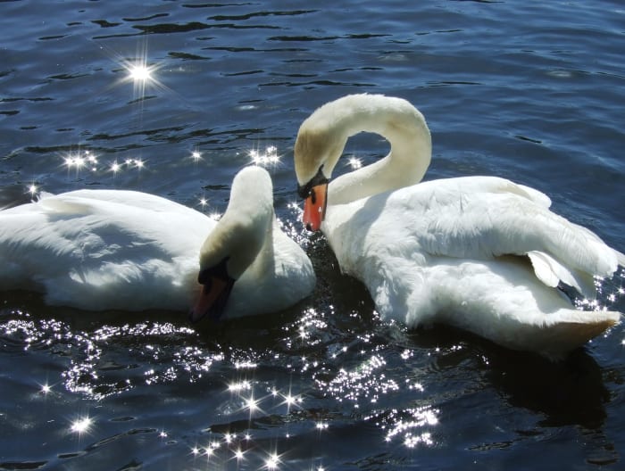Swans are romantic birds with "fowl" tempers. Graceful and beautiful, swans are also notorious for also being territorial and aggressive.
