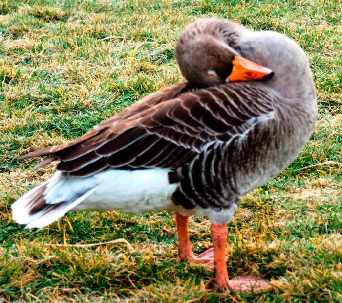 Awesome new yoga pose: sitting duck. Can you do this? Didn't think so!
