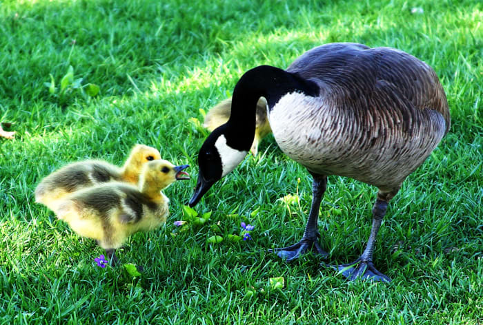 If you don't talk it out—or honk or quack—it's easy for misunderstandings to develop.