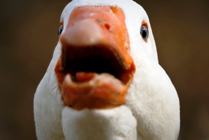 Are you loose as a goose? If not, get stretching. Assess your flexibility using the Sit-and-Reach Test. This goose is laughing at you already.