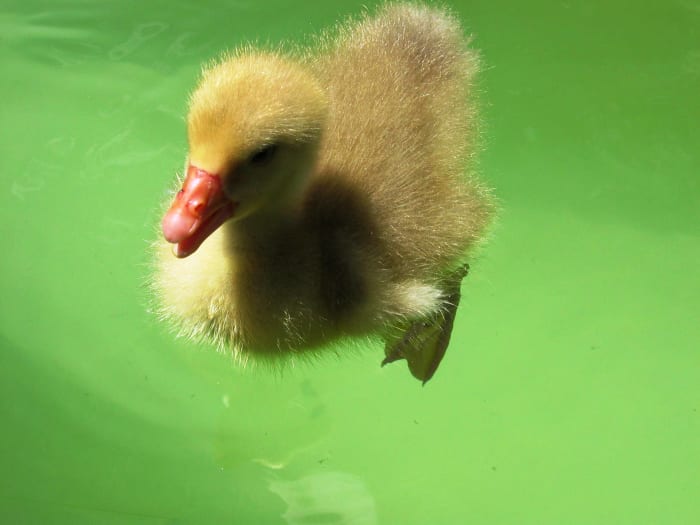 Who's your daddy? Up to 40% of eggs in "monogamous" birds may be fathered by a different mate. Uh-oh!