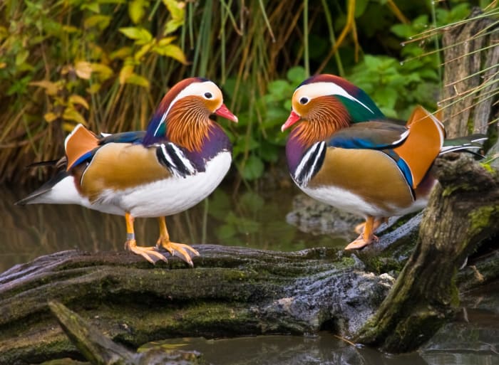 These male mandarin ducks most certainly benefit from the attractiveness bias, don't you think?