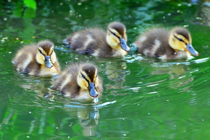 These ducklings are adorable projects that require major resource investments from their parents. Ducks and geese lay between 8 and 18 eggs. Swans often lay 3 to 11, depending on the particular breed.