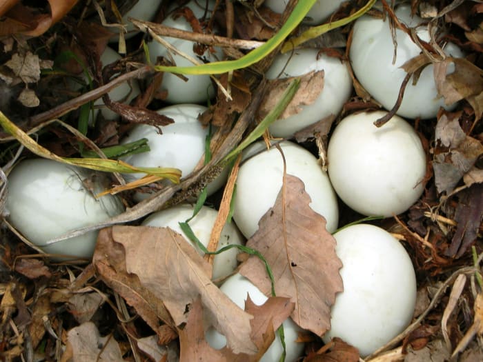 Good things take time. Ducks and geese lay one egg each day until their entire nest of 8-18 eggs is ready to incubate. The eggs hatch within a day or two of one another.