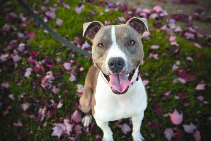 Dogs are unapologetically unpretentious. In case you haven't noticed, they sniff each others' butts, roll in dead things, and hump legs. Don't copy everything they do.