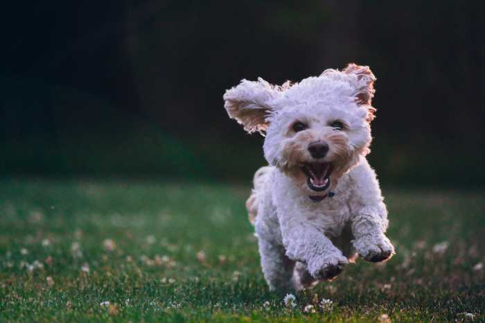 Dogs offer the life lesson of agreeability. Agreeability is the personality trait of being cooperative, trusting, helpful, and empathic.