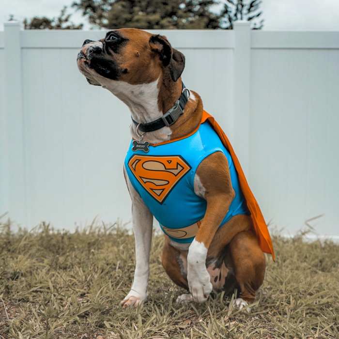 Oh, the things dogs do for love! We dress them up for Halloween, cold weather, and often "just because." Is it for them or for ourselves?