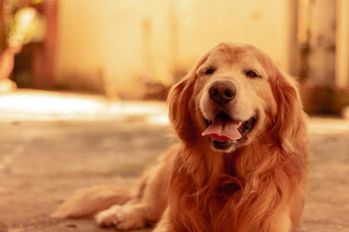 Make time for what matters. If you're doggone tired, there's nothing like a good nap!