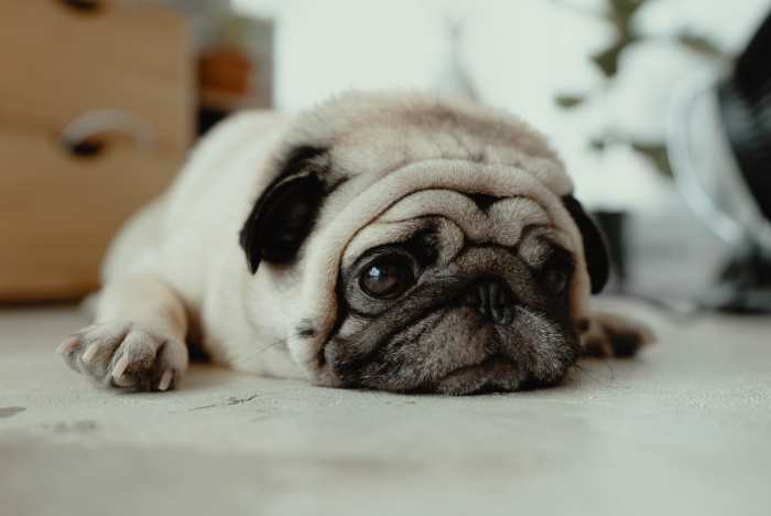 Please "pawdon" me. No matter what they do, it's hard to be mad at a dog for long. Practice forgiveness.