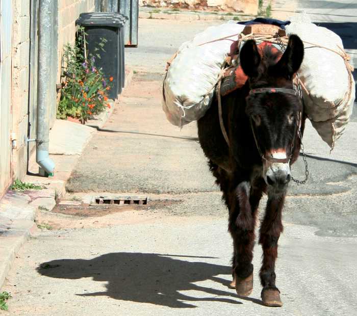 Isn't this donkey Living The Dream, making himself useful through the wonder of hard work? Notice there's no boss around. That's the best type of work! Go live Your Dream!