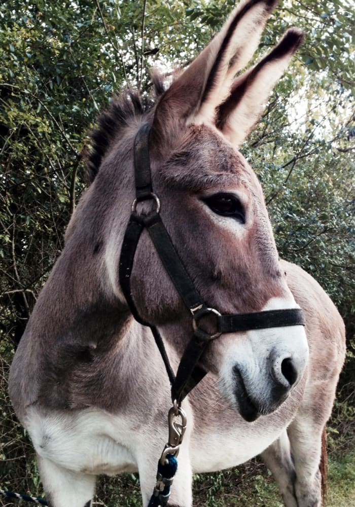 Dixie, my brother's pet donkey, says no name calling! You're not always so nice yourself.