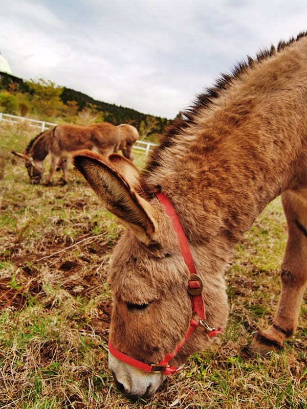 Dental disease is second only to hoof problems in donkeys. They require regular dental check-ups just like we do.