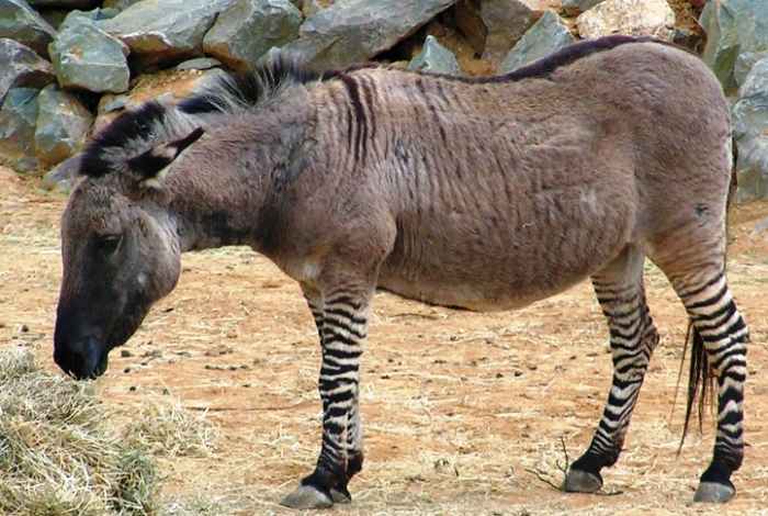 This zonkey's daddy is a zebra and his mama is a donkey. Odd couple, even odder baby?