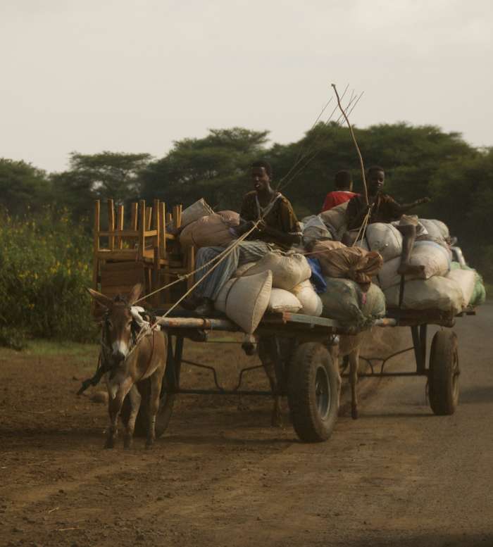 When is the last time you worked this hard? This Ethiopian donkey hardly has the good life.
