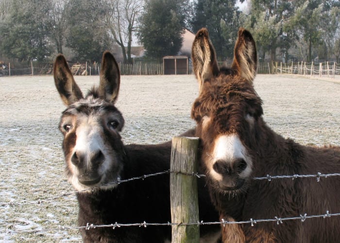 Donkeys aren't necessarily stubborn. They just need to be comfortable with their decisions. Now get your ass out of here.