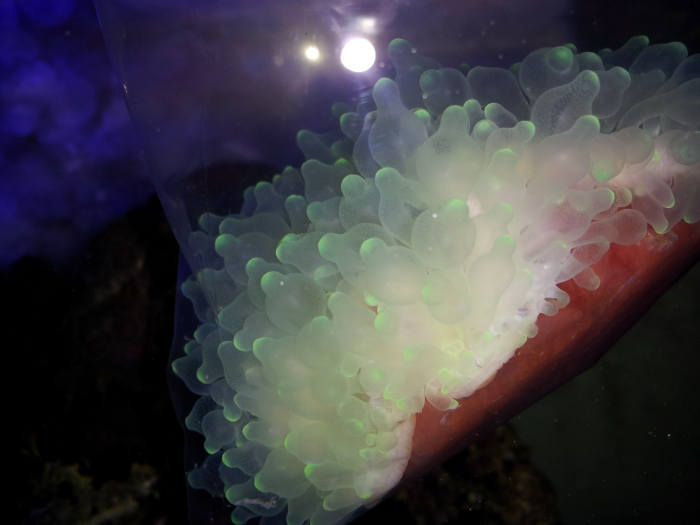 This is my new bubble tip anemone being acclimated at 4:30pm October 20, 2013 in my saltwater aquarium. The anemone is still inside the bag, and the bag is floating inside my saltwater aquarium.
