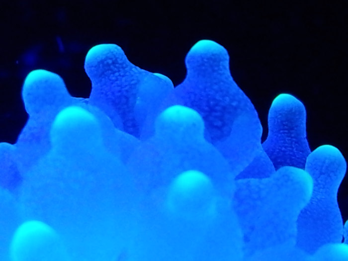 The photos directly above are my bubble tip anemone fully acclimated to my saltwater aquarium October 21, 2013 at 10:21 am. Notice the anemone is inflated and its tentacles are healthy with bubbles. This is a happy anemone!
