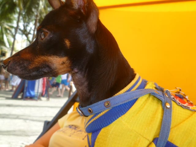 Any type of dog can develop skin problems.
